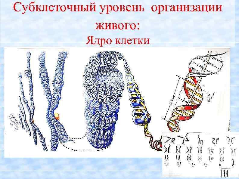 Субклеточный уровень организации живого: Ядро клетки 