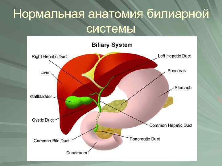 Нормальная анатомия билиарной системы 