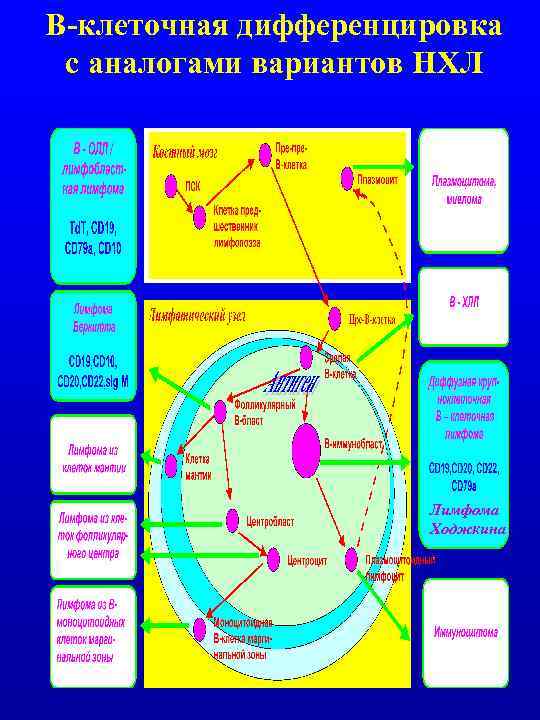 В-клеточная дифференцировка с аналогами вариантов НХЛ Лимфома Ходжкина 