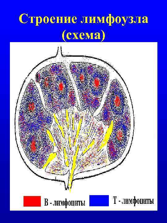 Схема строения лимфоузла