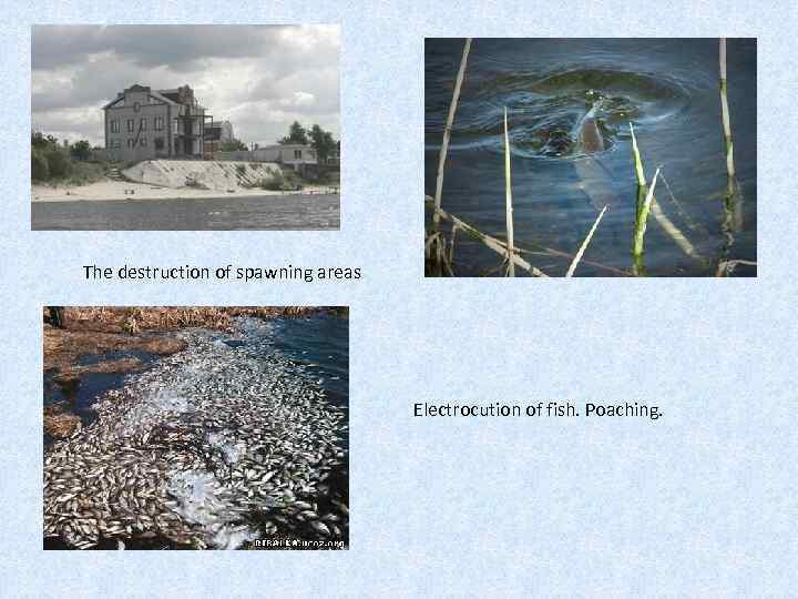 The destruction of spawning areas Electrocution of fish. Poaching. 
