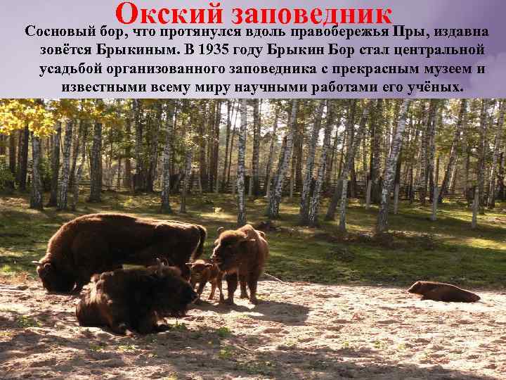Окский заповедник Сосновый бор, что протянулся вдоль правобережья Пры, издавна зовётся Брыкиным. В 1935