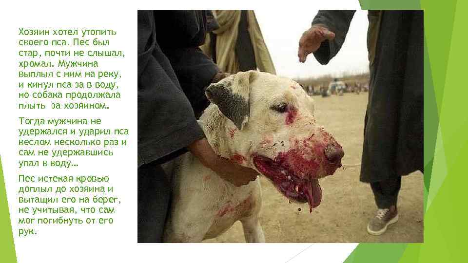 Хозяин хотел утопить своего пса. Пес был стар, почти не слышал, хромал. Мужчина выплыл