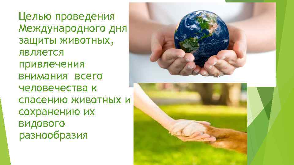 Целью проведения Международного дня защиты животных, является привлечения внимания всего человечества к спасению животных