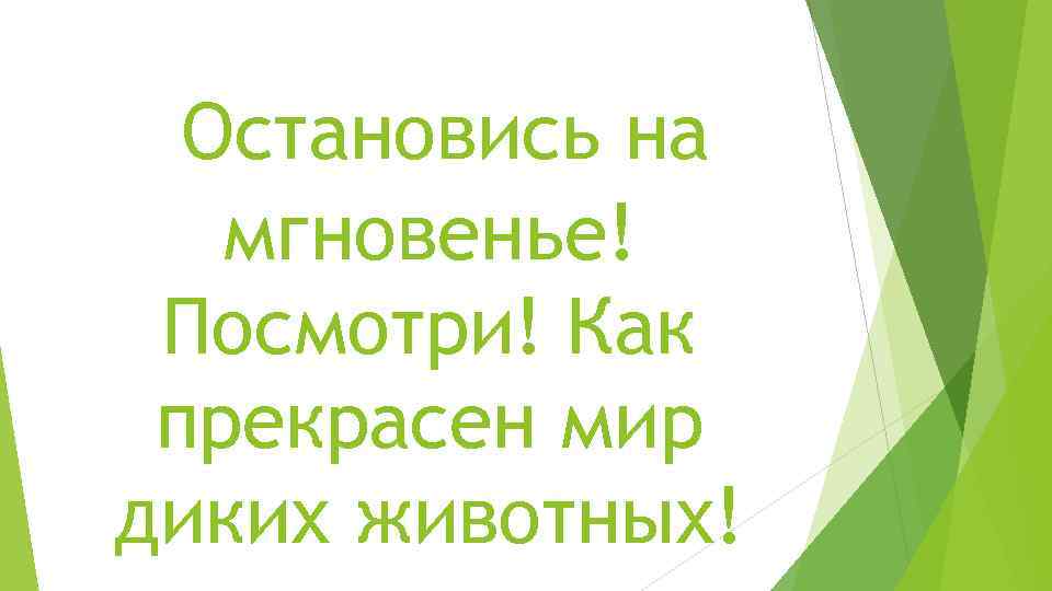 Остановись на мгновенье! Посмотри! Как прекрасен мир диких животных! 