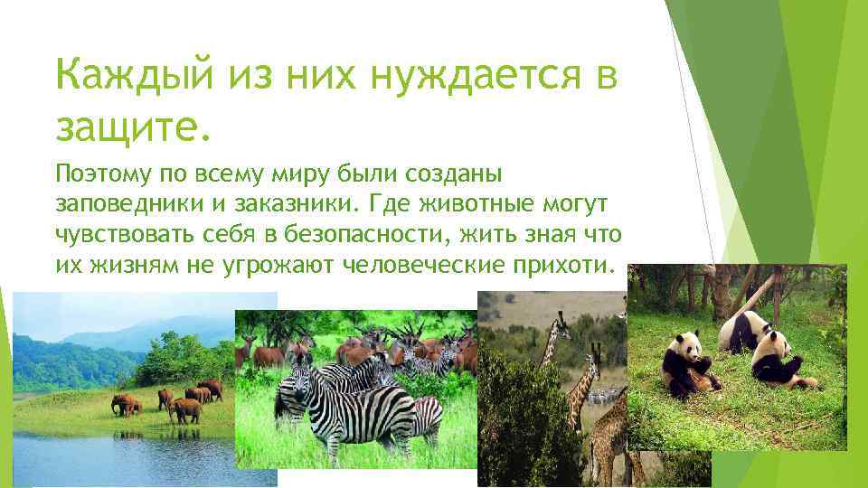 Каждый из них нуждается в защите. Поэтому по всему миру были созданы заповедники и