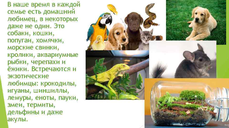 В наше время в каждой семье есть домашний любимец, в некоторых даже не один.