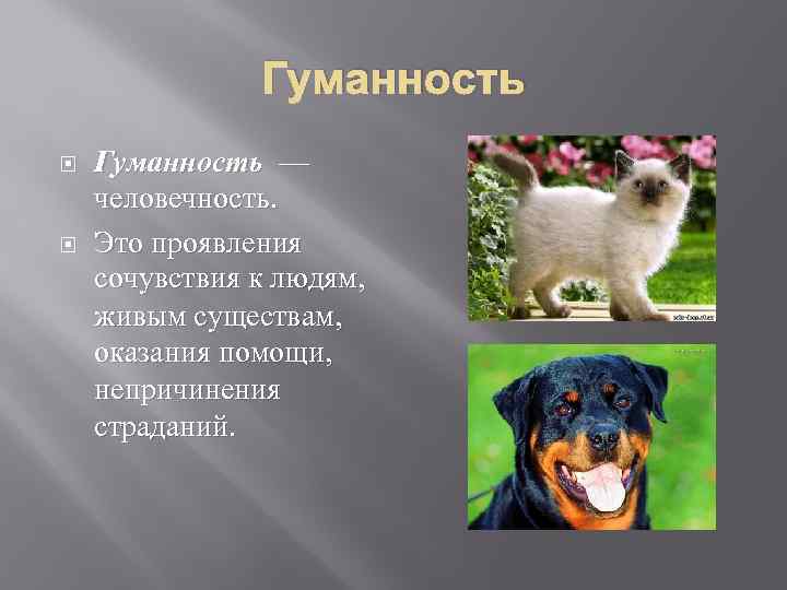 Гуманность — человечность. Это проявления сочувствия к людям, живым существам, оказания помощи, непричинения страданий.