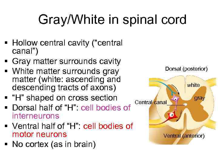 Gray/White in spinal cord § Hollow central cavity (“central canal”) § Gray matter surrounds