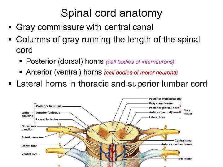 Spinal cord anatomy § Gray commissure with central canal § Columns of gray running