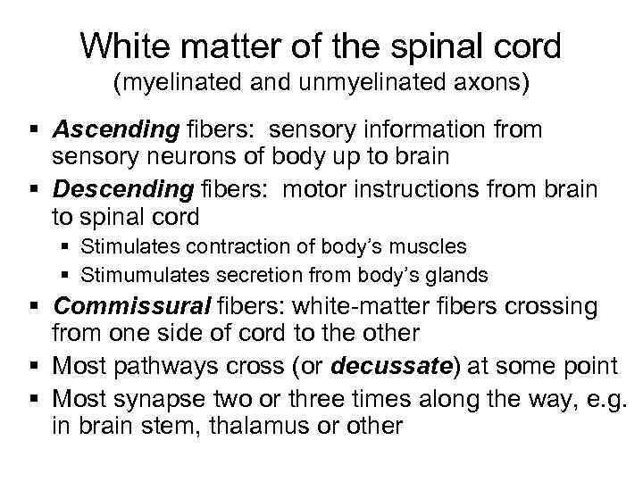 White matter of the spinal cord (myelinated and unmyelinated axons) § Ascending fibers: sensory