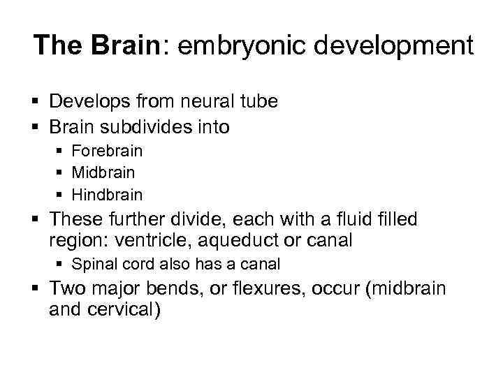 The Brain: embryonic development § Develops from neural tube § Brain subdivides into §