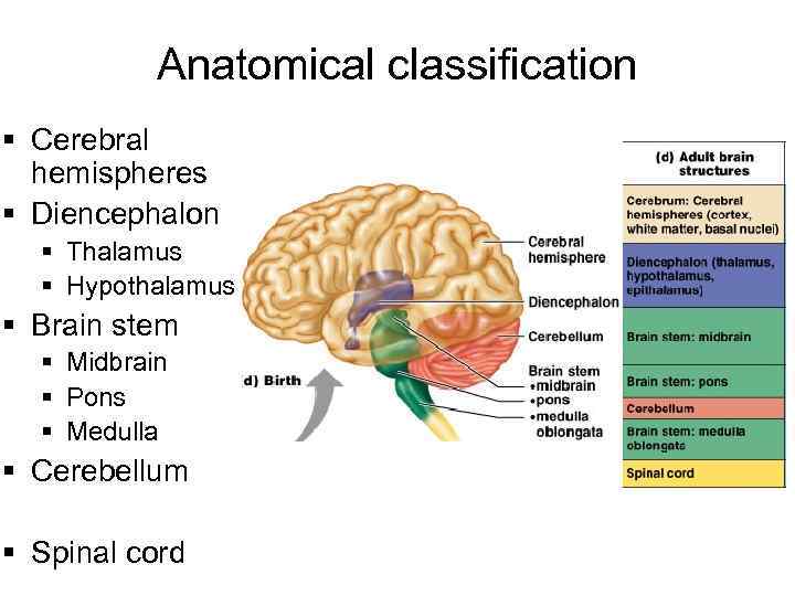 Anatomical classification § Cerebral hemispheres § Diencephalon § Thalamus § Hypothalamus § Brain stem