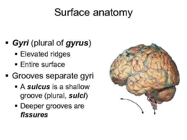 Surface anatomy § Gyri (plural of gyrus) § Elevated ridges § Entire surface §