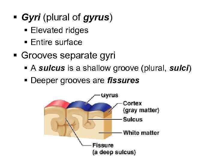 § Gyri (plural of gyrus) § Elevated ridges § Entire surface § Grooves separate