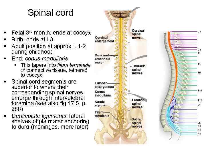 Spinal cord § Fetal 3 rd month: ends at coccyx § Birth: ends at