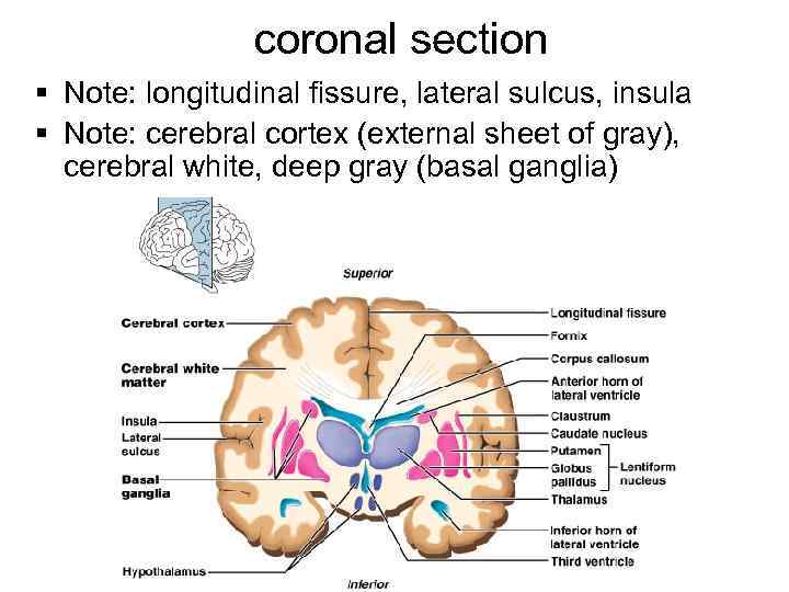 coronal section § Note: longitudinal fissure, lateral sulcus, insula § Note: cerebral cortex (external