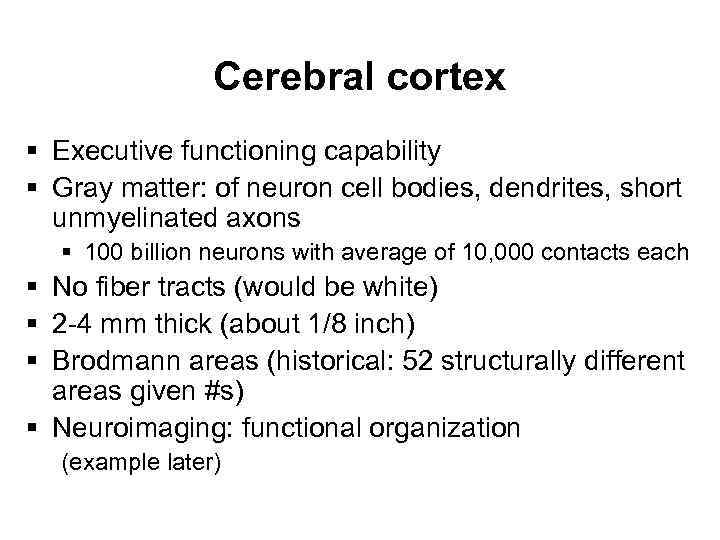 Cerebral cortex § Executive functioning capability § Gray matter: of neuron cell bodies, dendrites,