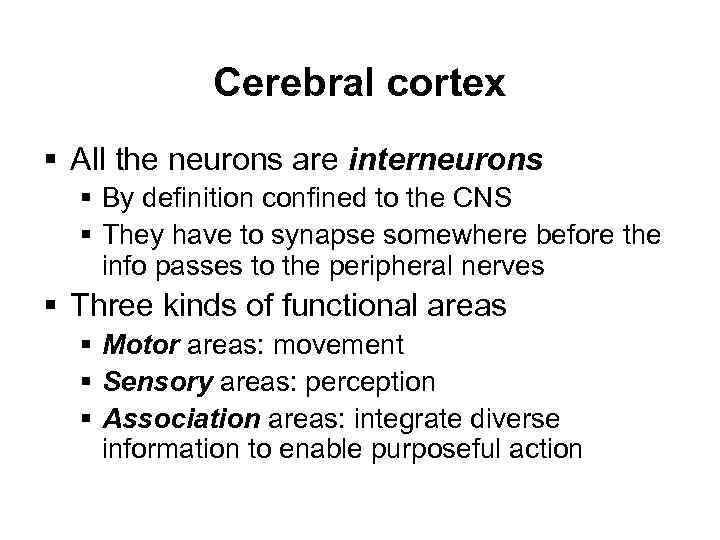 Cerebral cortex § All the neurons are interneurons § By definition confined to the