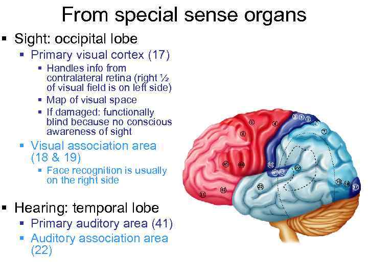 From special sense organs § Sight: occipital lobe § Primary visual cortex (17) §