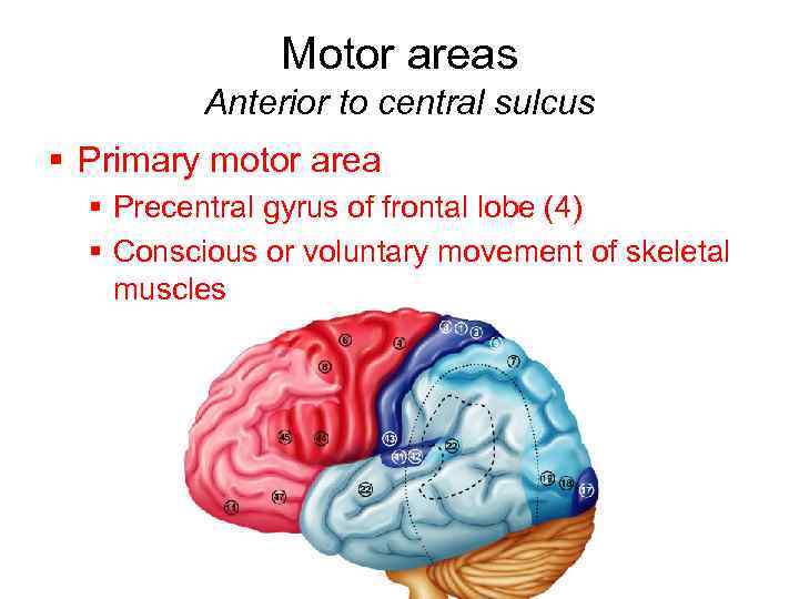 Motor areas Anterior to central sulcus § Primary motor area § Precentral gyrus of