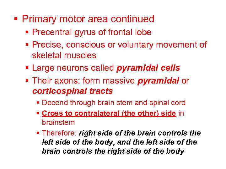 § Primary motor area continued § Precentral gyrus of frontal lobe § Precise, conscious