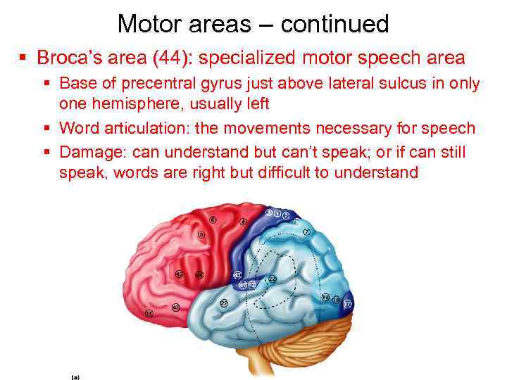 Motor areas – continued § Broca’s area (44): specialized motor speech area § Base