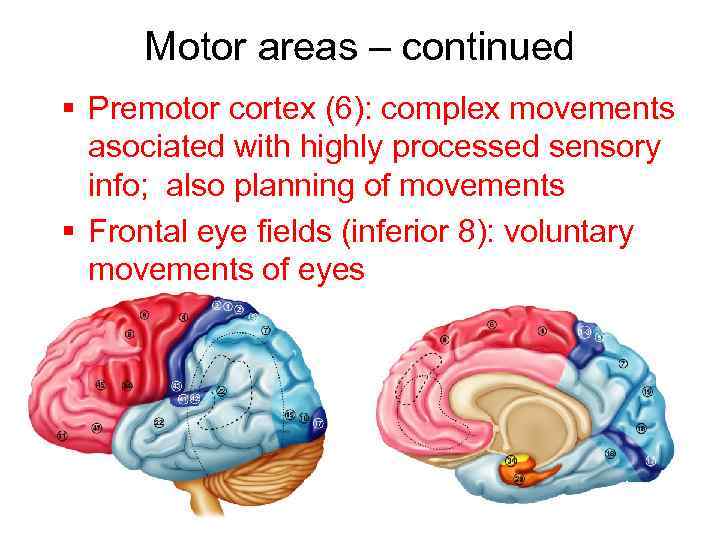 Motor areas – continued § Premotor cortex (6): complex movements asociated with highly processed