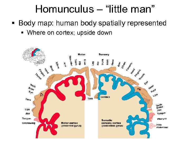 Homunculus – “little man” § Body map: human body spatially represented § Where on