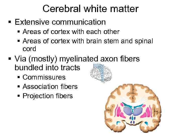 Cerebral white matter § Extensive communication § Areas of cortex with each other §