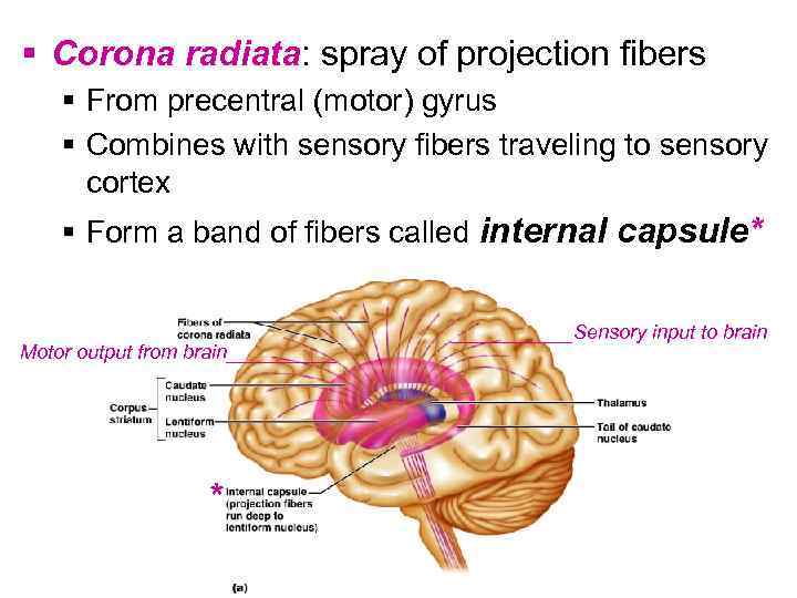 § Corona radiata: spray of projection fibers § From precentral (motor) gyrus § Combines