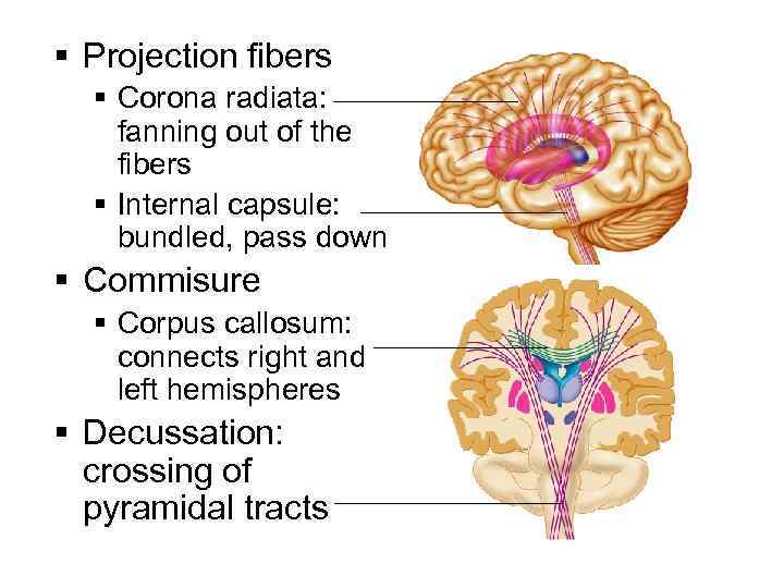 § Projection fibers § Corona radiata: _________ fanning out of the fibers § Internal