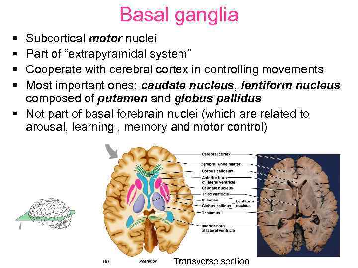 Basal ganglia § § Subcortical motor nuclei Part of “extrapyramidal system” Cooperate with cerebral