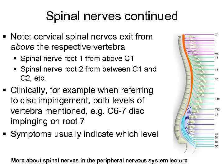 Spinal nerves continued § Note: cervical spinal nerves exit from above the respective vertebra