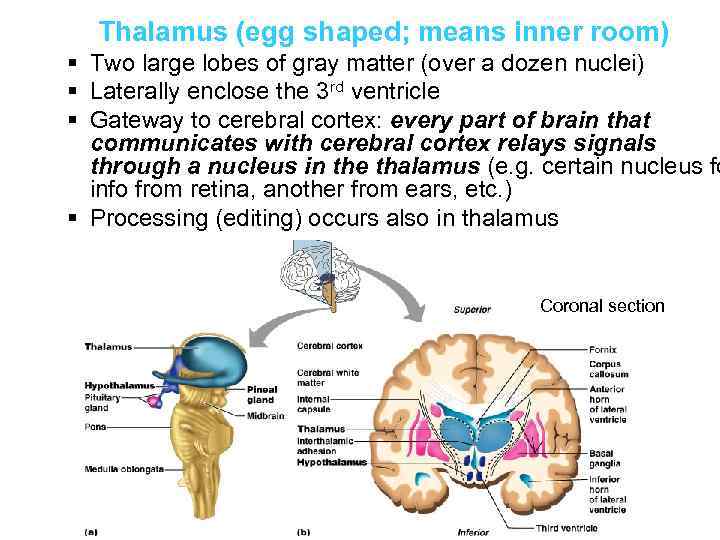 Thalamus (egg shaped; means inner room) § Two large lobes of gray matter (over