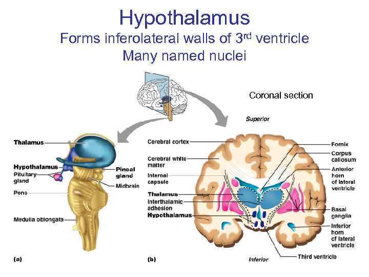 Hypothalamus Forms inferolateral walls of 3 rd ventricle Many named nuclei Coronal section 