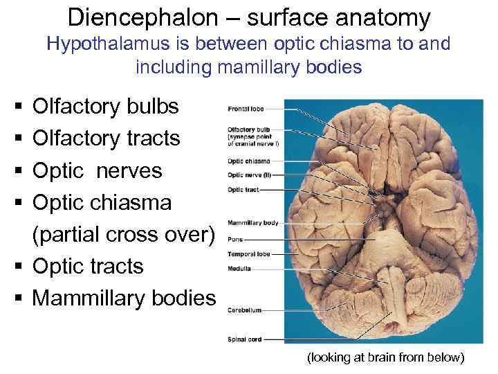 Diencephalon – surface anatomy Hypothalamus is between optic chiasma to and including mamillary bodies