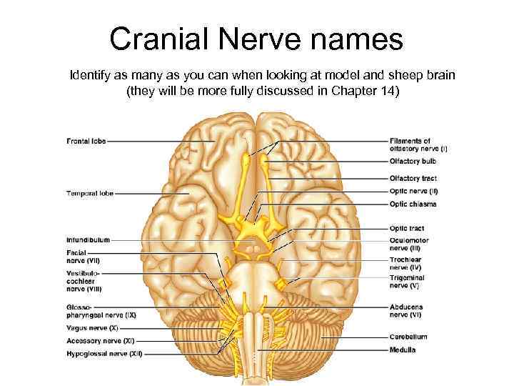 Cranial Nerve names Identify as many as you can when looking at model and