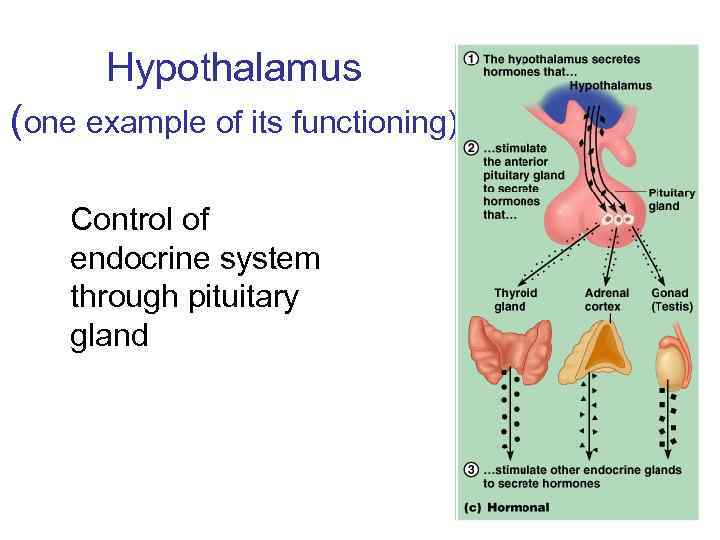 Hypothalamus (one example of its functioning) Control of endocrine system through pituitary gland 