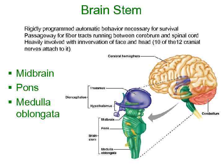 Brain Stem Rigidly programmed automatic behavior necessary for survival Passageway for fiber tracts running