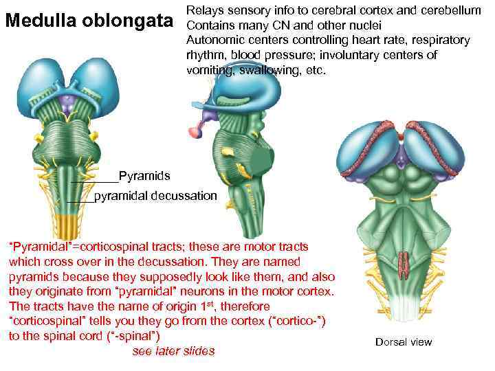 Medulla oblongata Relays sensory info to cerebral cortex and cerebellum Contains many CN and