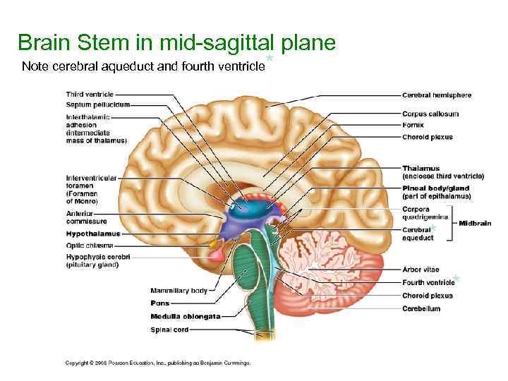 Brain Stem in mid-sagittal plane Note cerebral aqueduct and fourth ventricle* * * 