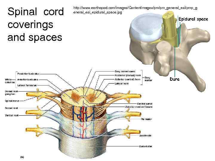 Spinal cord coverings and spaces http: //www. eorthopod. com/images/Content. Images/pm/pm_general_esi/pmp_g eneral_esi_epidural_space. jpg 