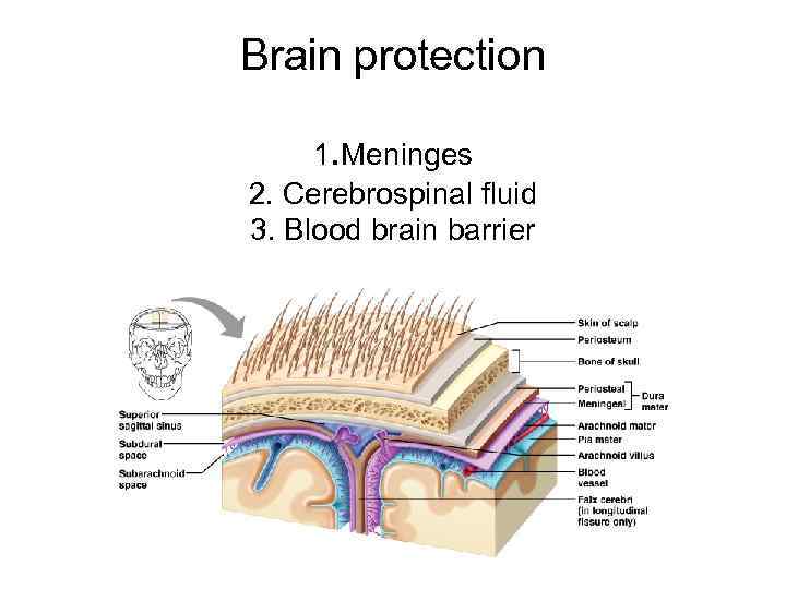 Brain protection 1. Meninges 2. Cerebrospinal fluid 3. Blood brain barrier 