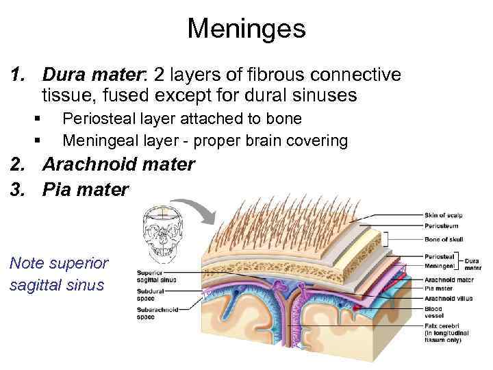 Meninges 1. Dura mater: 2 layers of fibrous connective tissue, fused except for dural