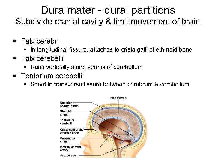 Dura mater - dural partitions Subdivide cranial cavity & limit movement of brain §