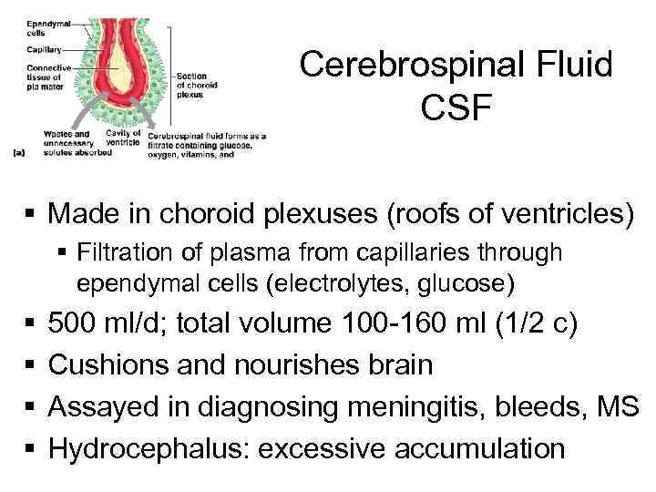 Cerebrospinal Fluid CSF § Made in choroid plexuses (roofs of ventricles) § Filtration of