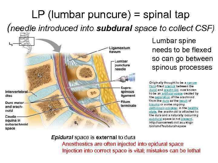 LP (lumbar puncure) = spinal tap (needle introduced into subdural space to collect CSF)