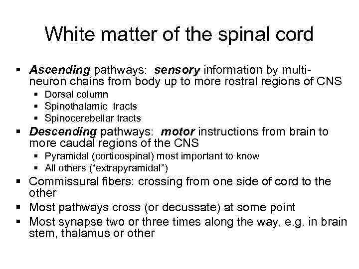 White matter of the spinal cord § Ascending pathways: sensory information by multineuron chains