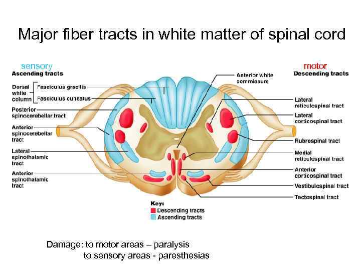 Major fiber tracts in white matter of spinal cord sensory Damage: to motor areas